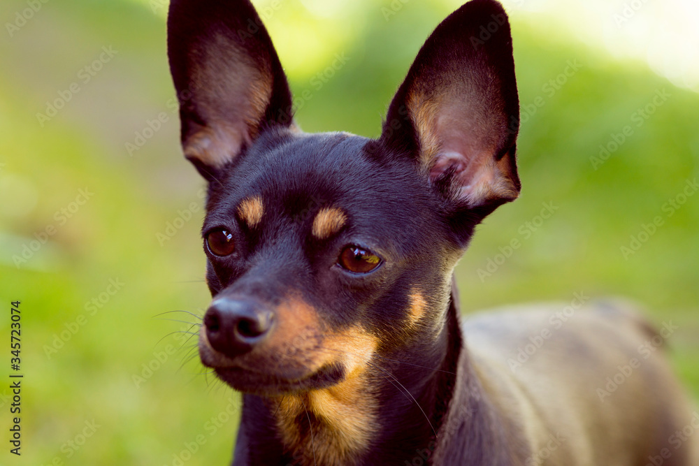 Black dog of toy terrier breed posing in summer grass Black dog of toy terrier breed posing in summer grass
