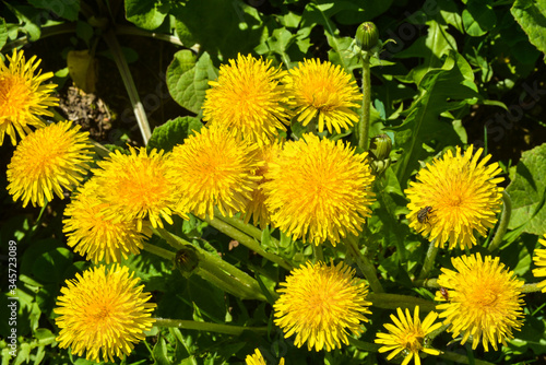 Dandelions.