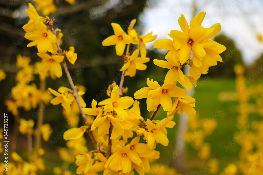 Forsythia flowers in front of with green grass and blue sky. Golden Bell, Border Forsythia. Forsythia flowers in front of with green grass and blue sky. Golden Bell, Border Forsythia.