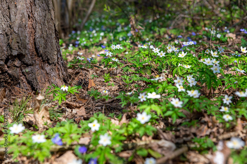 Beautiful wild flowers white anemone and hepatica (liverleaf) blossom in forest. Early spring flowering. Beautiful floral background with blue hepatica nobilis and anemone nemorosa blooming