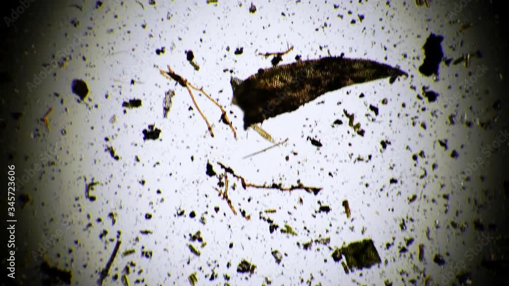 The General plan of the movement of rotifers in fresh water under a ...