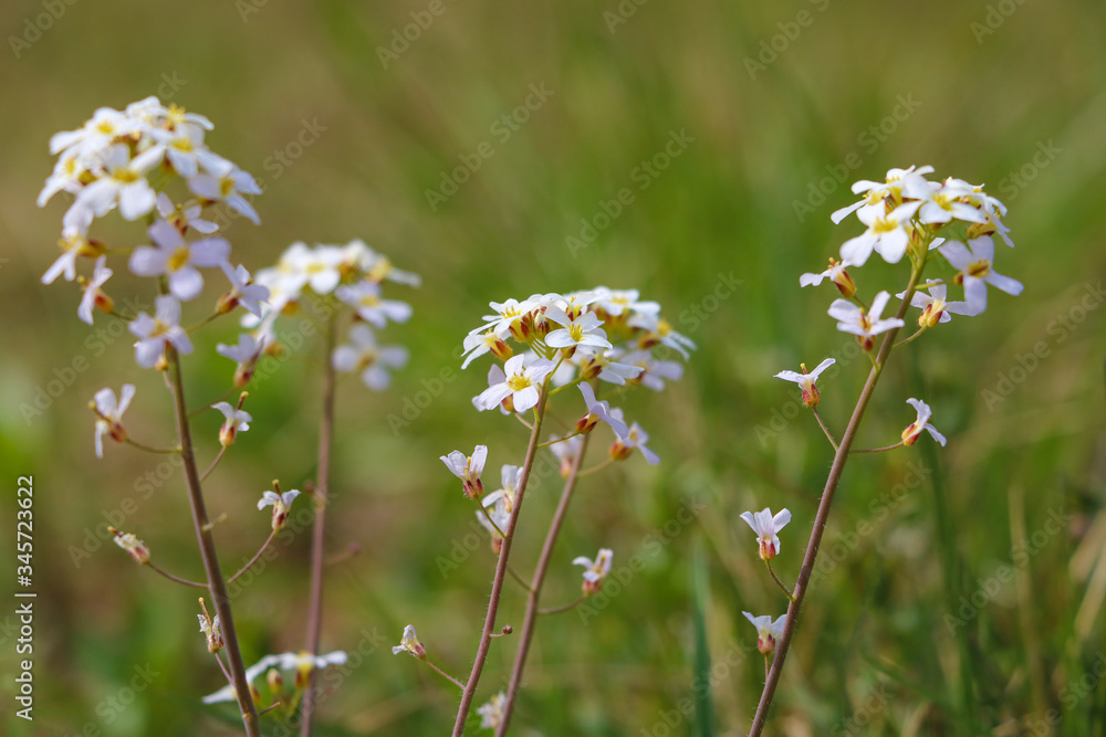 Beautiful young green grass. Bloom. Selective focus. Beautiful young green grass. Bloom. Selective focus.