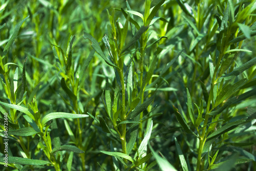 Tarragon background. Plant texture. A bush of greenery.