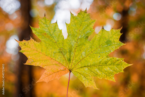 yellow green maple leaf on the background of a blurred forest with a bokeh effect