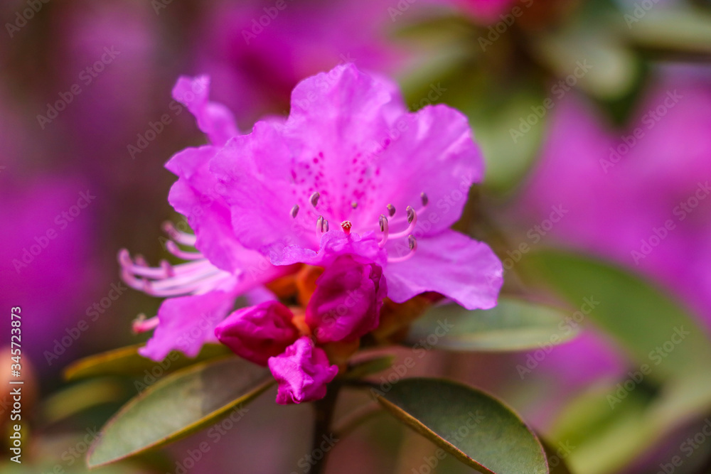 Pink purple flowers of a Rhododendron inflorescence.