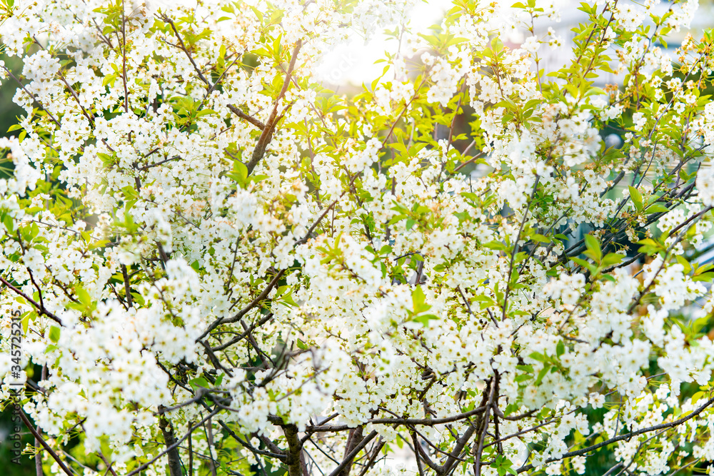Blossom tree over nature background/ Spring flowers/Spring Background Blossom tree over nature background/ Spring flowers/Spring Background