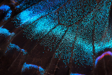 Papier peint photo Photographie macro Aile de papillon Papilio maackii noir  © Victoria
