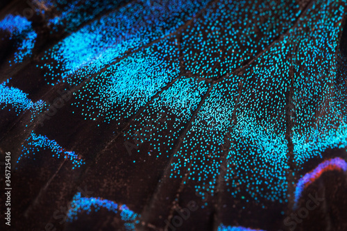 A macro photo, a background of a wing of a butterfly Papilio maackii Menetres, the alpine black swallowtail.
