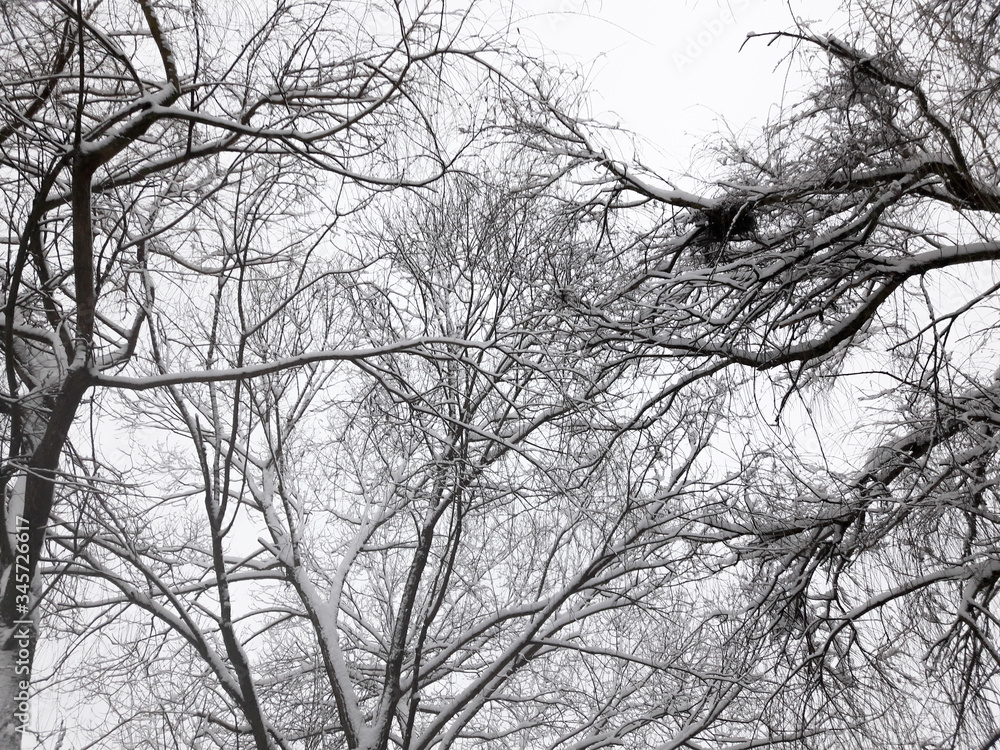 Tree branches in the winter forest Tree branches in the winter forest