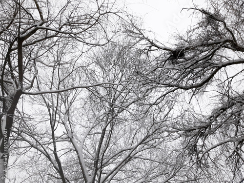 Tree branches in the winter forest