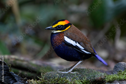 Male Malayan Banded Pitta on the ground looking for food