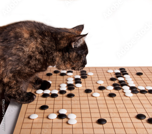 Cat playing board game Go (weiqi, wei-chi) photo