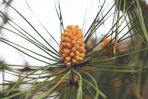 Young pine male cones of Pitsunda pine Pinus brutia pityusa. Landscape for any spring wallpaper. photo