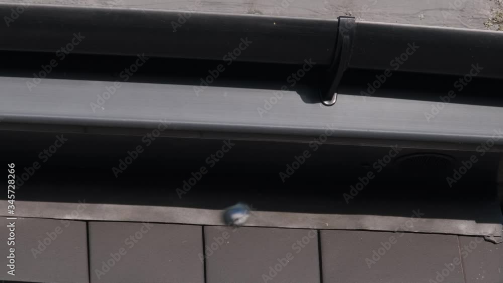 Blue Tit Bird Foraging For Food Under House Guttering Blue Tit Bird Foraging For Food Under House Guttering