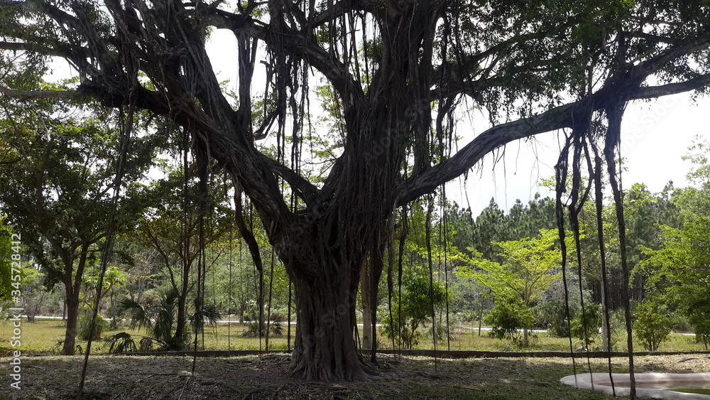 Fototapeta premium trees in the park