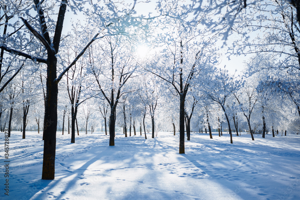 winter trees covered with frost Winter Branch winter trees covered with frost Winter Branch
