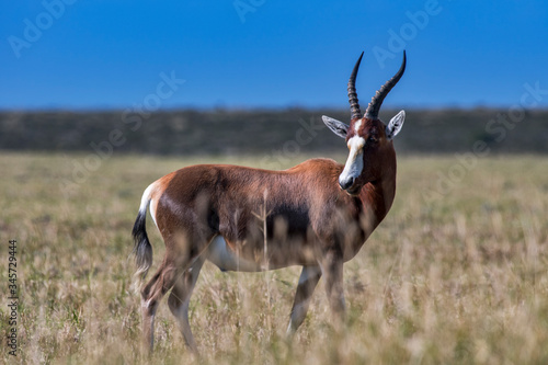 Bontebok photographed in South Africa. Picture made in 2019. photo