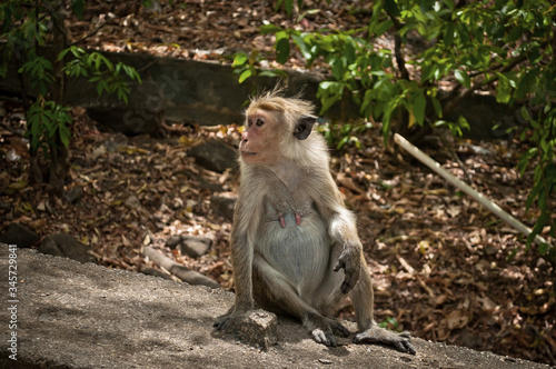 monkey. travel in india