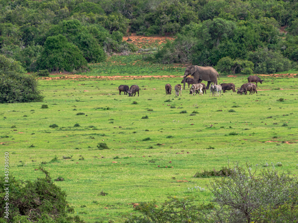 Various South African animals in green environment