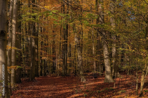 Europe, Belgique, forêt de Soigne, octobre 2019: clairière forestière photo