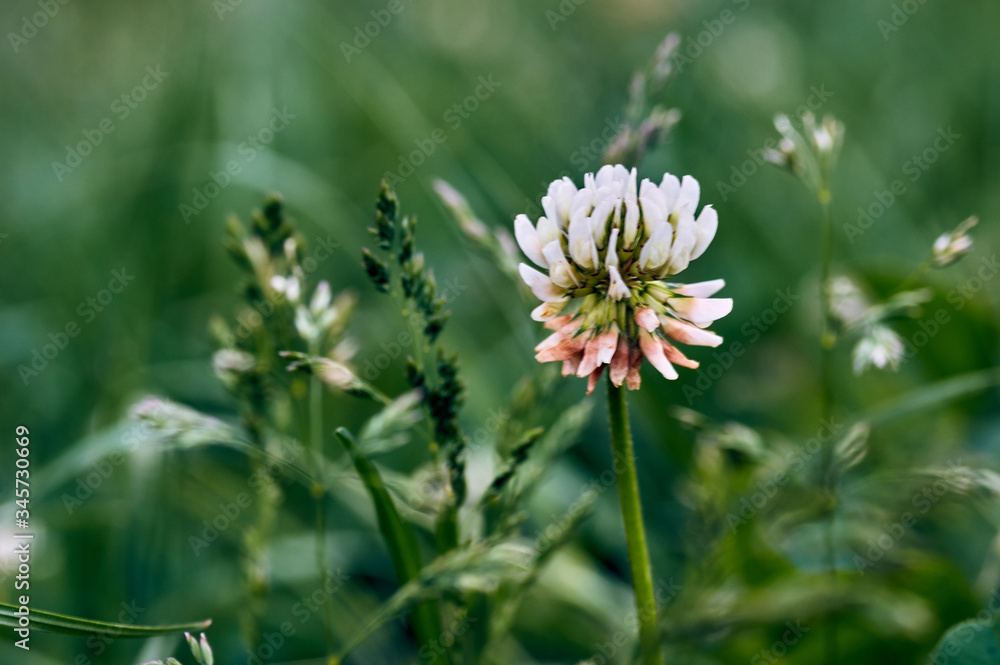 Close up of white clover flower blooming on green background.A selective focus picture of grass flower with insect and natural green blurred background.Wild grass flowers Close up of white clover flower blooming on green background.A selective focus picture of grass flower with insect and natural green blurred background.Wild grass flowers
