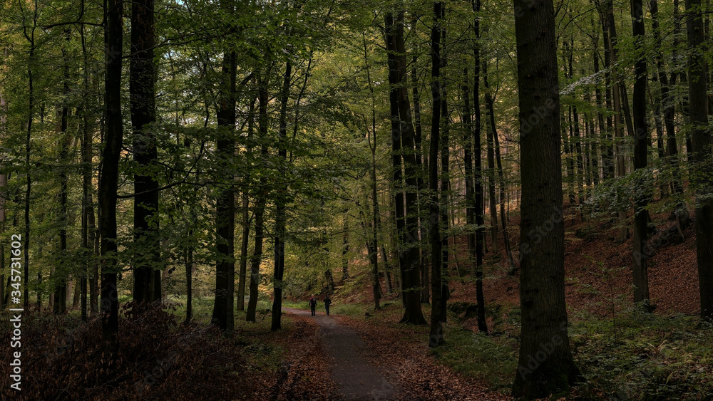 Europe, Belgique, forêt de Soigne, octobre 2019: deux personnes sur une promenade en forêt Europe, Belgique, forêt de Soigne, octobre 2019: deux personnes sur une promenade en forêt