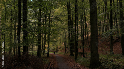 Europe, Belgique, forêt de Soigne, octobre 2019: deux personnes sur une promenade en forêt