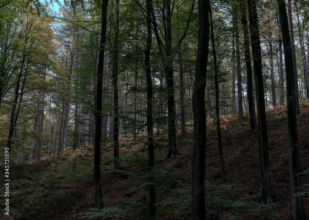 Europe, Belgique, forêt de Soigne, octobre 2019: à la pente de la forêt Europe, Belgique, forêt de Soigne, octobre 2019: à la pente de la forêt