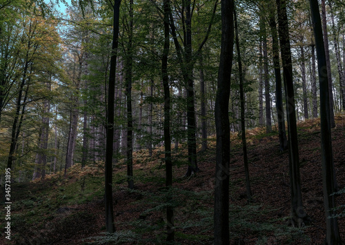 Europe, Belgique, forêt de Soigne, octobre 2019: à la pente de la forêt 