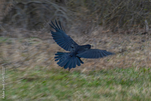 a black rook on the side of the road, a rook flying in, a bird taking flight