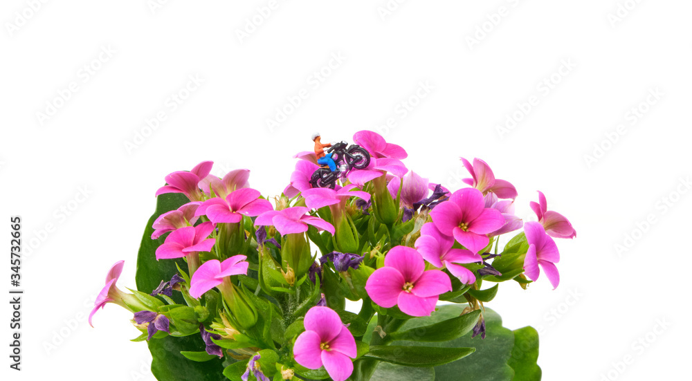 Obraz premium A small motorcyclist drives over a pink flower - Tiny People Travelling