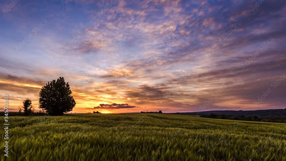 wheat field at sunset, green wheat against the sky wheat field at sunset, green wheat against the sky