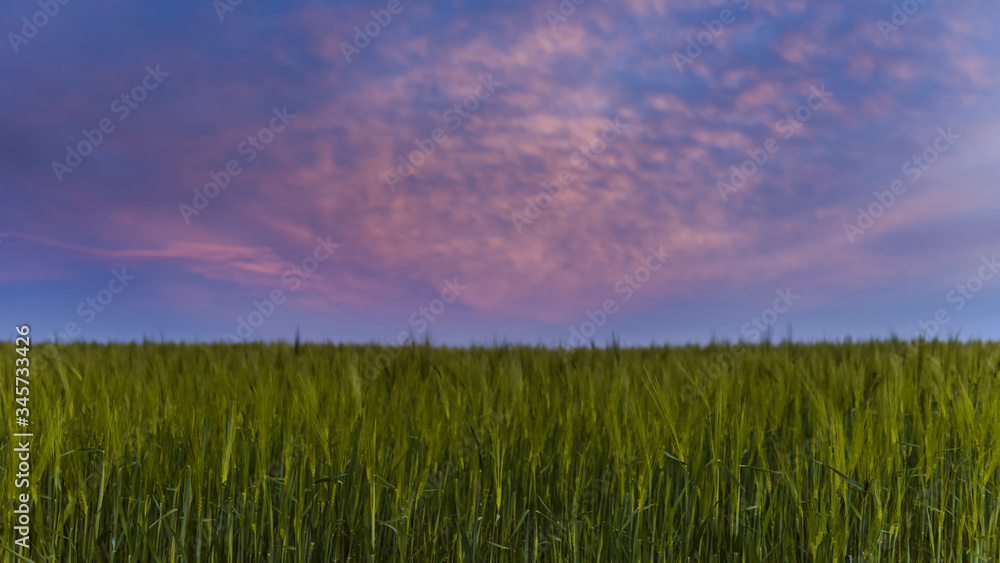 wheat field at sunset, green wheat against the sky
