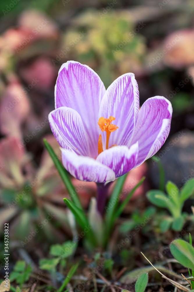Fototapeta premium spring crocus flowers