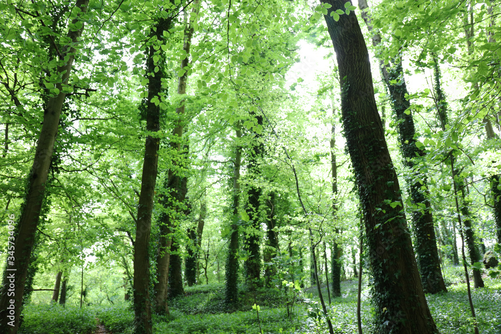 Lush vegetation in springtime in a green forest in England. Background Lush vegetation in springtime in a green forest in England. Background
