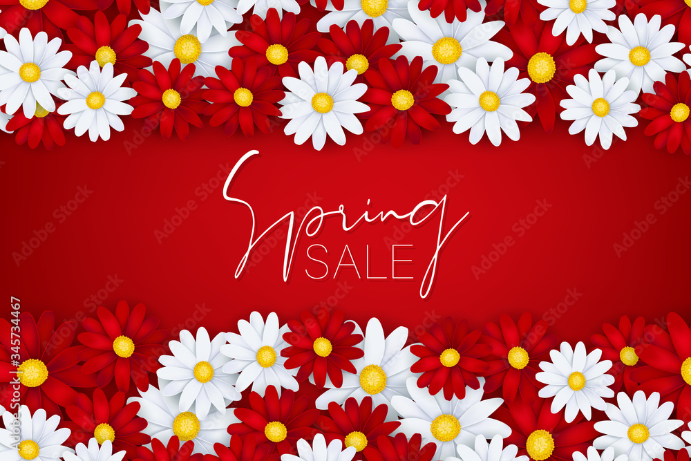 Spring sale banner or brochure. White and red realistic daisy flowers. Floral design wallpaper. Vector illustration.