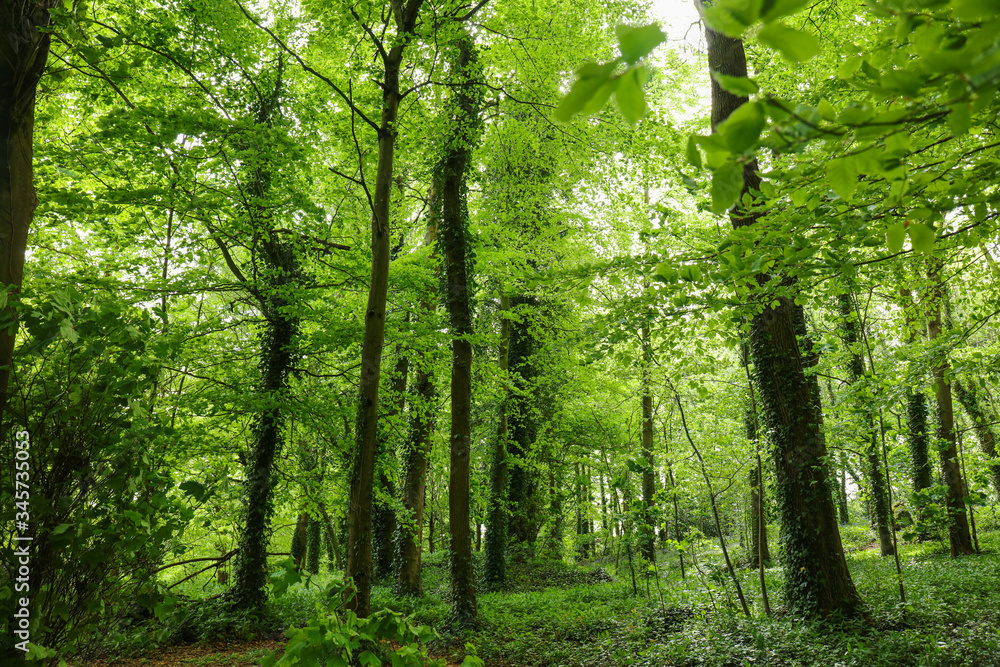 Obraz premium Lush vegetation in springtime in a green forest in England. Background