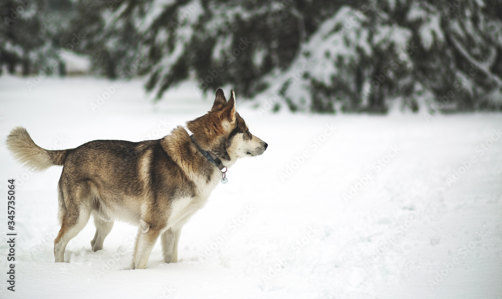 Naklejka premium Winter time. Dog in a forest. Siberian Husky in a woods, playing and enjoying in a snow.
