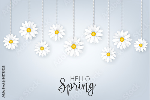Hello Spring banner  background or wallpaper. Hanging realistic tender white daisy flowers design. Vector illustration.