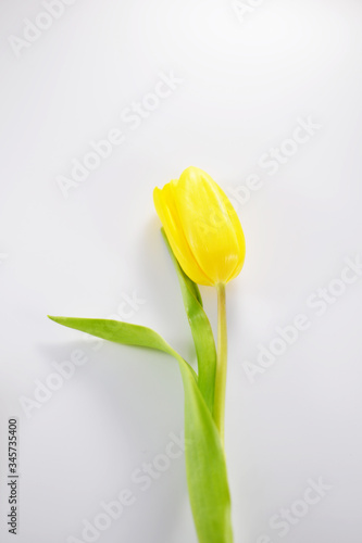 Yellow tulip on the white background