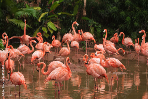 Flock of pink flamingos on swamp