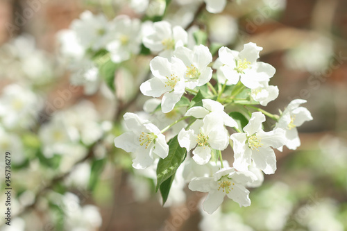Blooming apple tree In Springtime on the blurred background