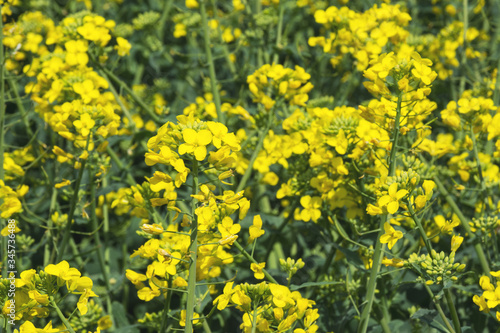 Yellow rape blossoms on the field. Crop Brassica napus. Texture.