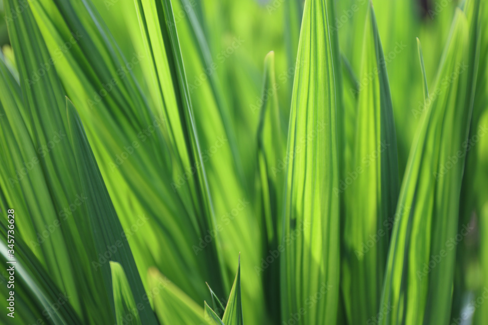 Close up fresh green iris leaves back lit in the spring sunshine Close up fresh green iris leaves back lit in the spring sunshine