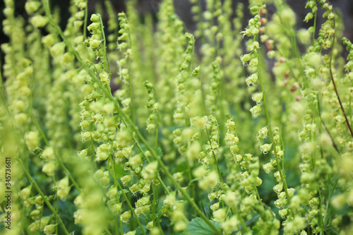 Fringe Cups (Tellima grandiflora). Green flower background in springtime. 