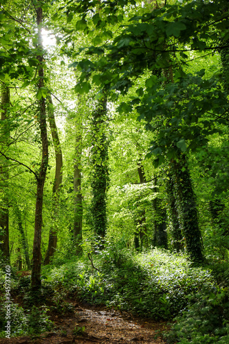 Lush vegetation in springtime in a green forest in England. Background