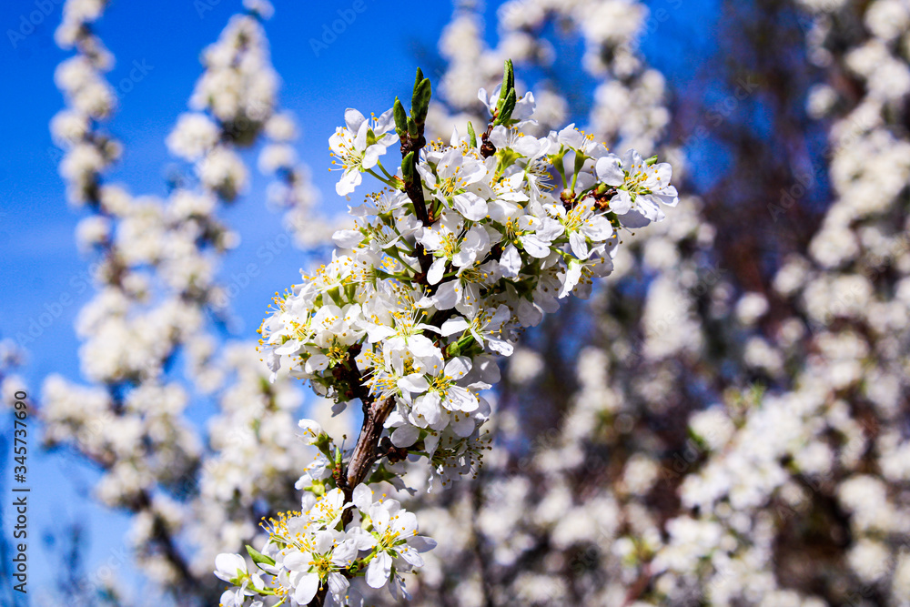 Wild apple tree blossom blooming in spring. Beautiful tender flower on sunny day. Wild apple tree blossom blooming in spring. Beautiful tender flower on sunny day.