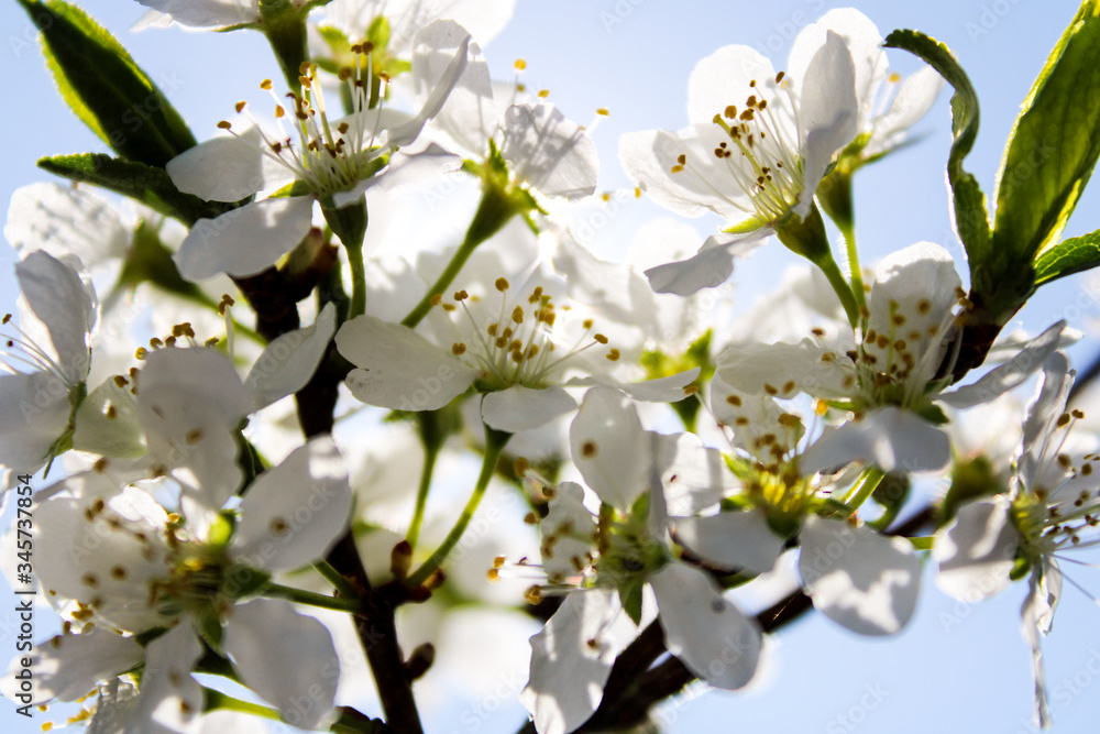 Wild apple tree blossom blooming in spring. Beautiful tender flower on sunny day.