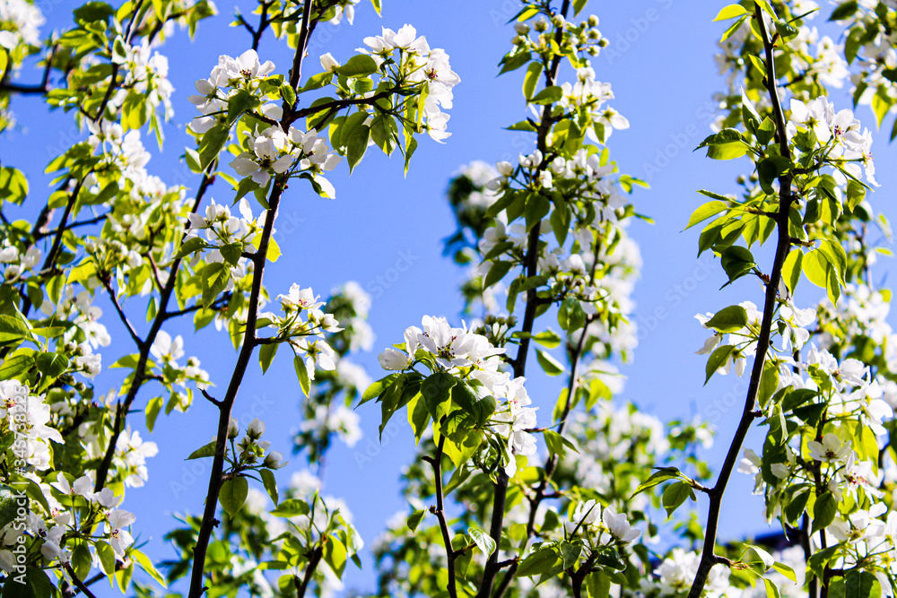 Wild pear tree blossom blooming in spring. Beautiful tender flower on sunny day. Wild pear tree blossom blooming in spring. Beautiful tender flower on sunny day.