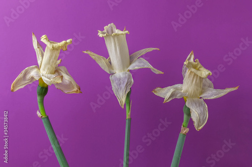 Withered flowers. Three faded narcissus close up. Yellowed daffodils on purple background. Concept of disease and aging. photo